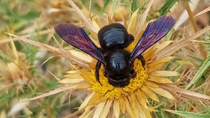 Kazdağları’nda Mor Kanatlı Güzellik: “Mor Oduncu Arısı”