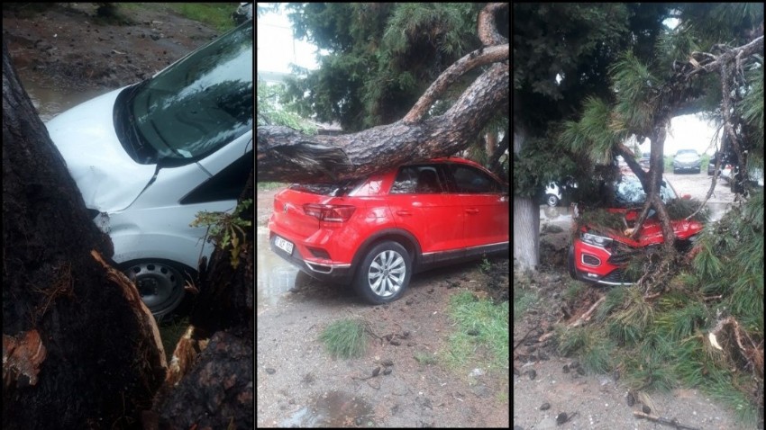 Çanakkale'de araçlar devrilen ağaçların altında kaldı (TIKLA İZLE)