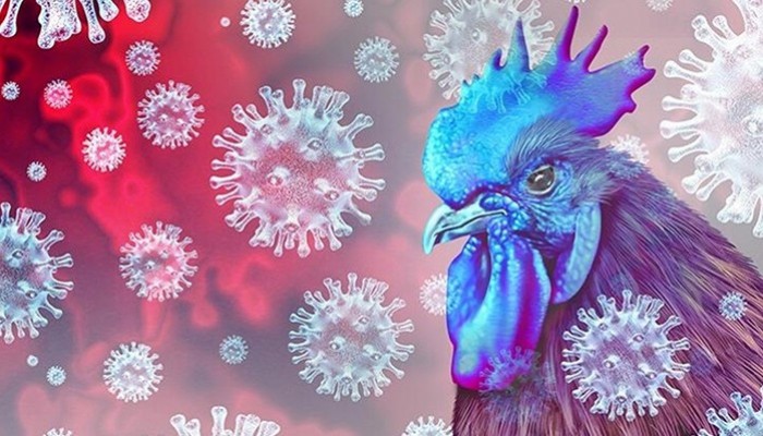 ''H5N1- Kuş gribi, bir sonraki pandemi olabilir''