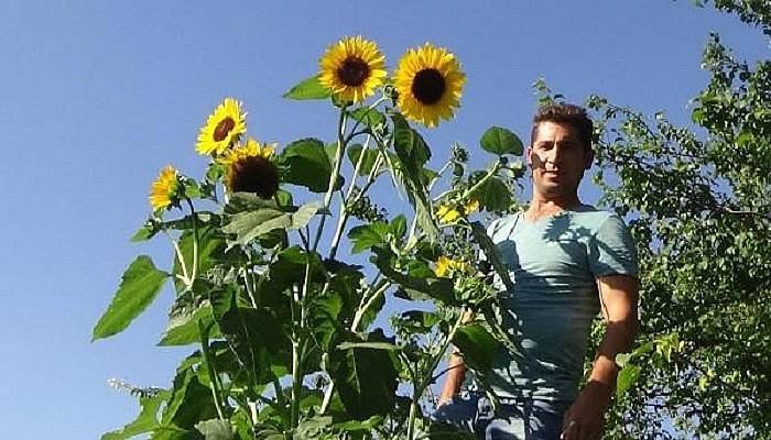 Bayramiç'te 4.25 metre boyunda ayçiçeği şaşırttı(VİDEO)