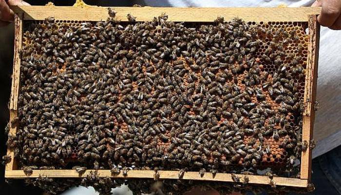 GÖKÇEADA'DA 'DAMIZLIK KRALİÇE ARILAR' ÜRETİLİYOR