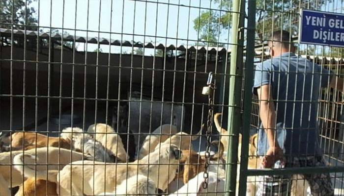 Kaçak etler köpeklere yaradı