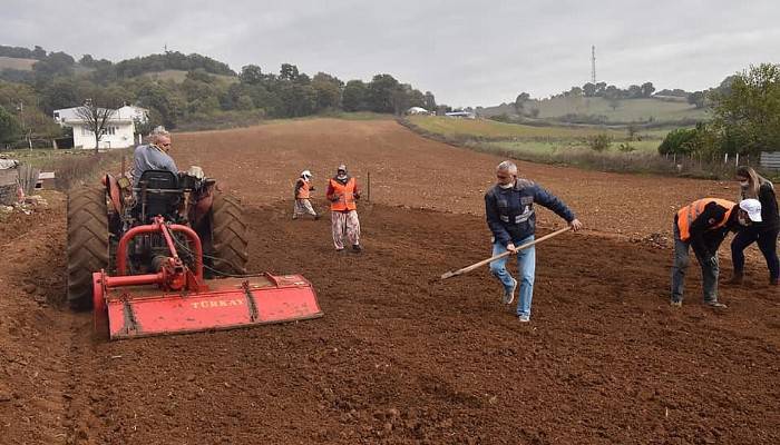 Çan Belediyesi 20 bin salep fidesini toprakla buluşturuyor