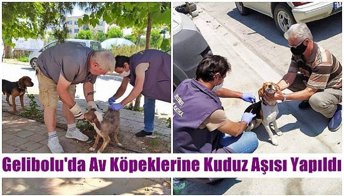 Gelibolu'da Av Köpeklerine Kuduz Aşısı Yapıldı