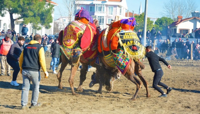 9. Geleneksel Lapseki Folklorik Deve Gösterileri Düzenlendi