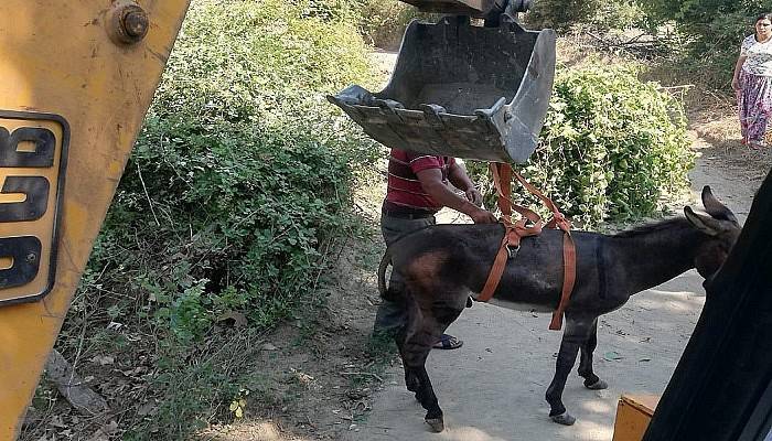 Kuyuya düşen eşek, iş makinesiyle kurtarıldı