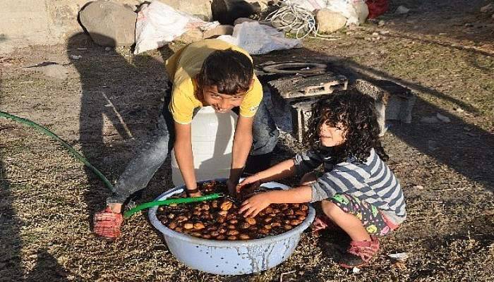 400 yıllık ceviz ağaçlarında hasat başladı