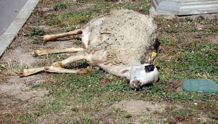 Araçlar sürülere çarptı, 14 koyun telef oldu