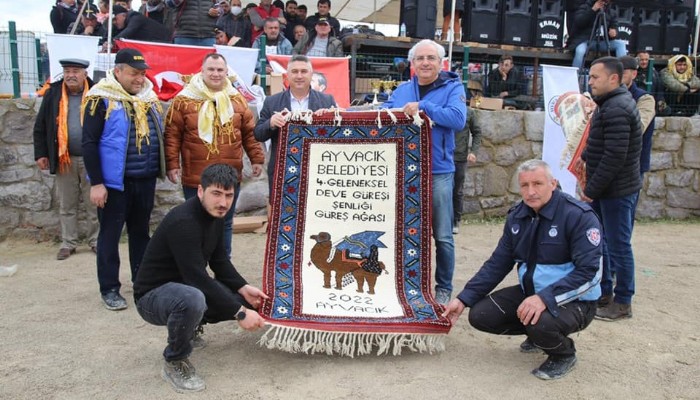 Ayvacık’ta Deve Güreşi Festivali renkli görüntülere sahne oldu