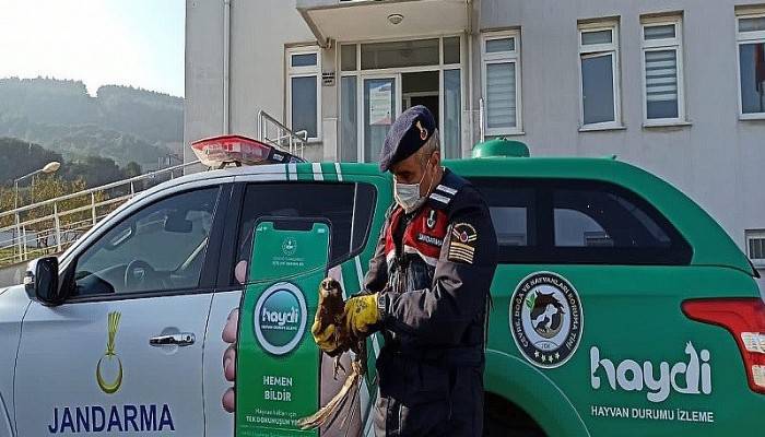 Kanatları kırık kızıl şahine jandarma şefkati