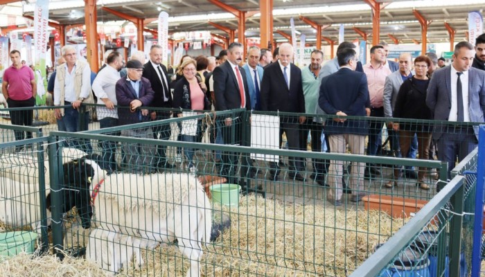 Bayramiç'te Koyun ve Keçi Panayırı kuruldu