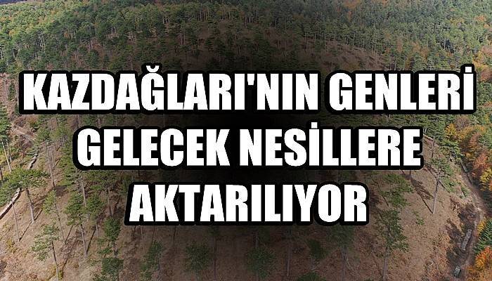 Kazdağları’nın genleri gelecek nesillere aktarılıyor (VİDEO)