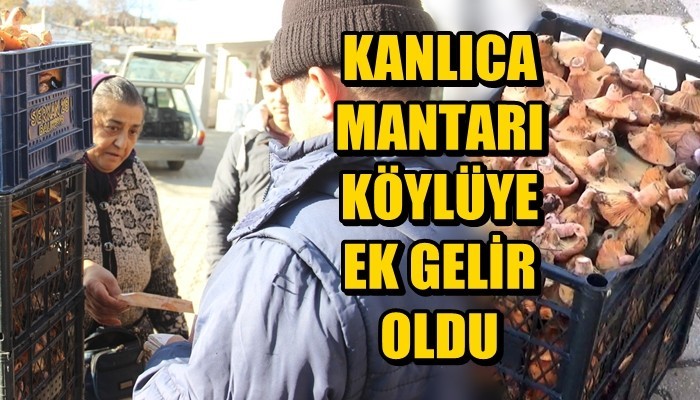 Kazdağları'ndaki kanlıca mantarı köylüye ek gelir oldu (VİDEO)