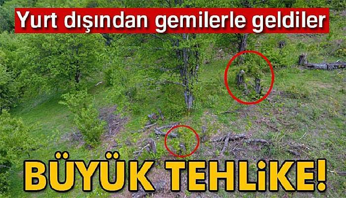Uludağ’da kestane ağaçlarını kurutan katil arılara çare bulunamıyor