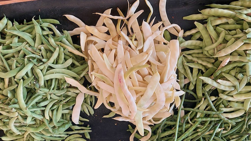 “Eylülün Adı, Fasulyenin Başkadır Tadı”