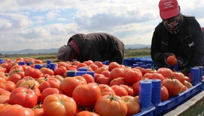 ÇANAKKALE DOMATESİ SON TURFANDA HASADINDA ÜRETİCİYİ GÜLDÜRDÜ