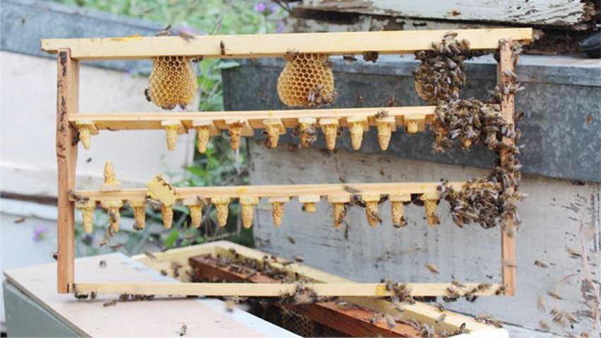 Yağışlı havalar arıcıları da sevindirdi
