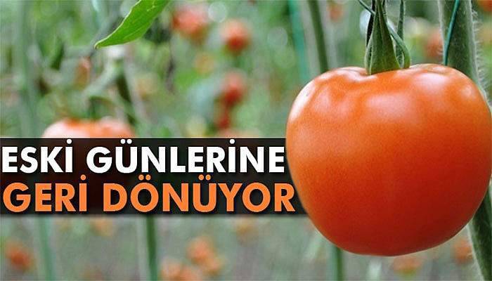 Domates eski günlerine dönüyor