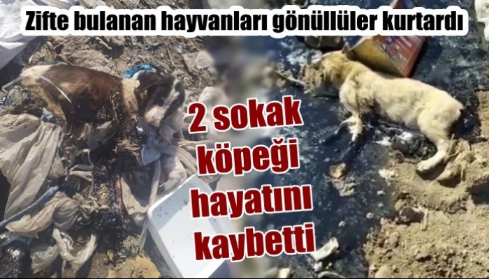 Zifte bulanan hayvanları gönüllüler kurtardı: 2 sokak köpeği hayatını kaybetti