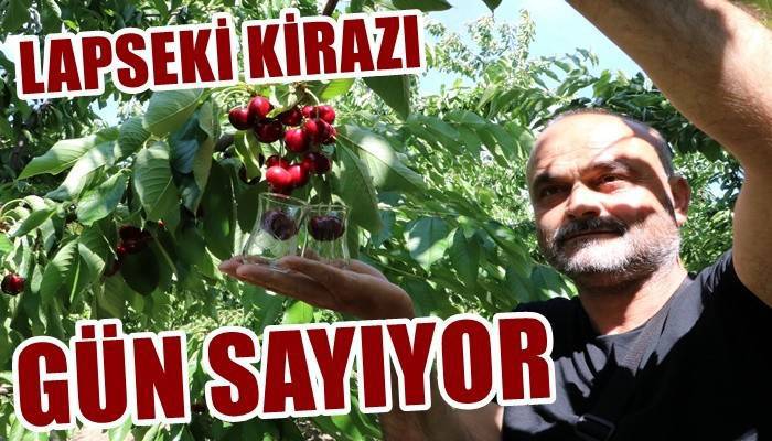 Çay bardağına sığmayan Lapseki kirazı gün sayıyor (VİDEO)