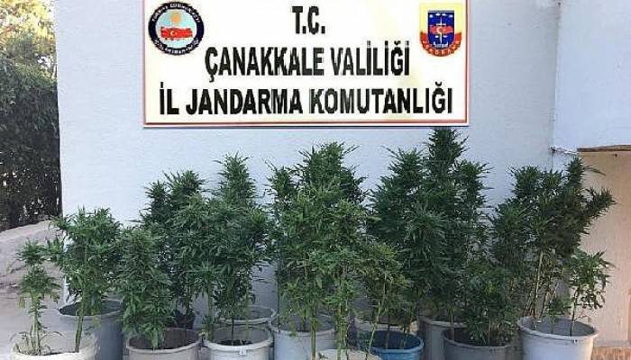 Çanakkale'de 123 kök Hint keneviri ele geçirildi