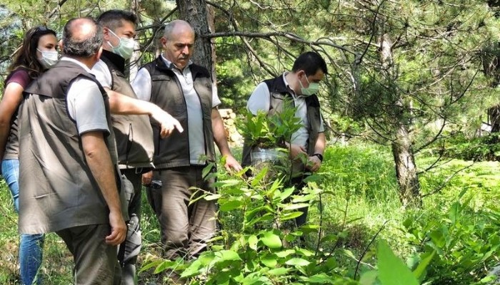 Orman Köylüsüne Yeni Gelir Kapısı Olacak Kestane Aşıları Büyüyor