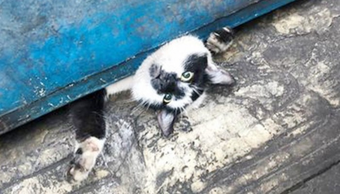 Kapıya sıkışan kediyi itfaiye kurtardı
