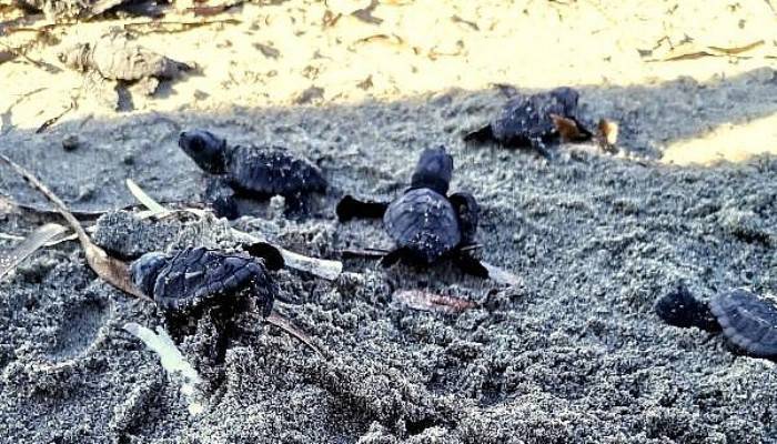 ÇANAKKALE’DE İLK KEZ CARETTA CARETTA YUVASI TESPİT EDİLDİ