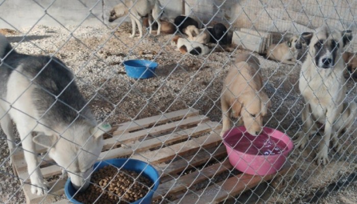 BİGA’DA SOKAK KÖPEKLERİ KISIRLAŞTIRILIYOR