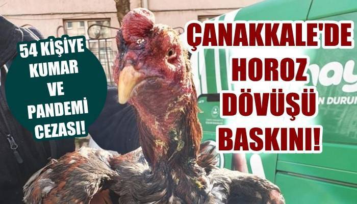 Horoz dövüşü baskınında 54 kişiye kumar ve pandemi cezası!