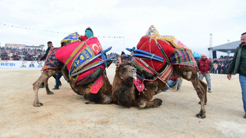 Çanakkale'de pehlivan develer arenaya çıktı