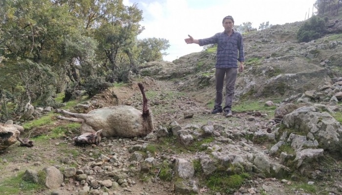 Başı Boş Köpekler 7 Gebe Koyunu Telef Etti