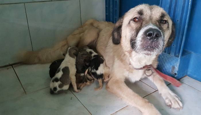 Yavru köpekler süt annelerine kavuştu