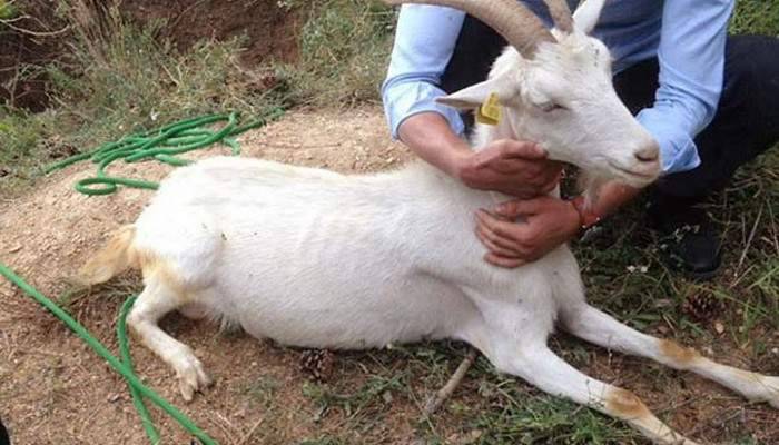 Kuyuya düşen keçiyi itfaiye ekipleri kurtardı