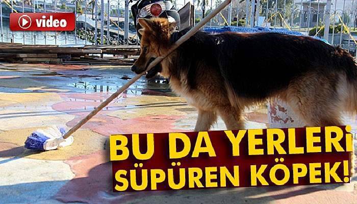 Görenleri şaşırtan köpek!