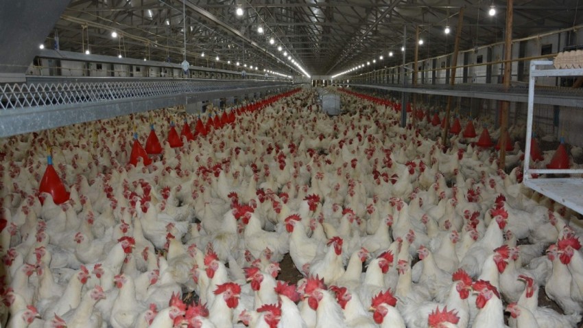 Tavuk fiyatlarına yüzde 200 zam mı yapıldı