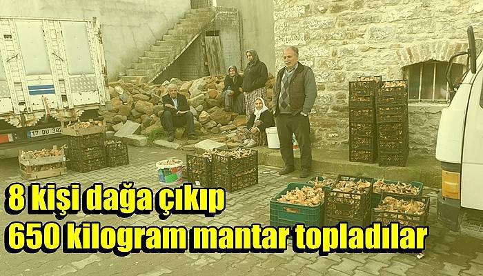 8 kişi dağa çıkıp 650 kilogram mantar topladılar