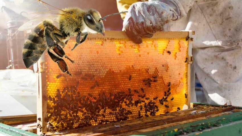 Dünya arılar günü kutlandı  