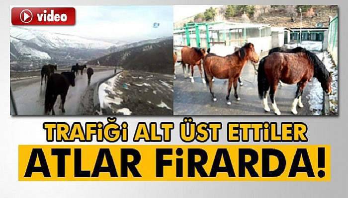 Atlar firarda