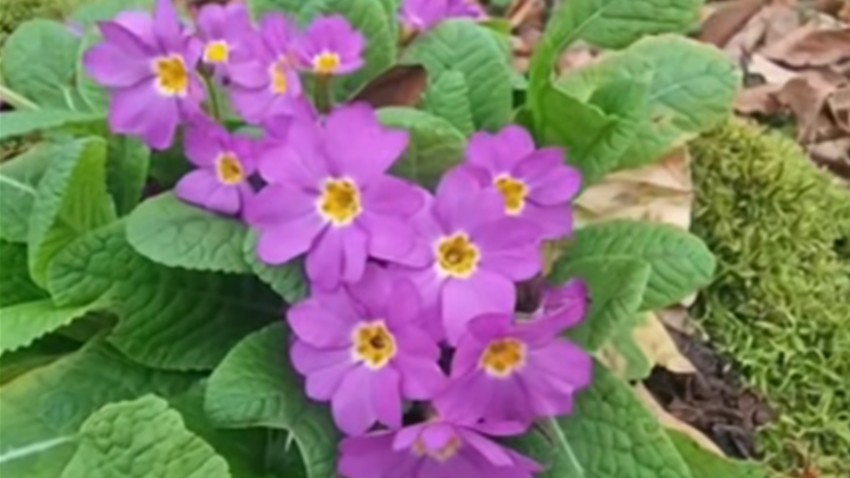 Biga Ormanlarında Baharın Müjdecisi: “Anahtar Çiçeği”