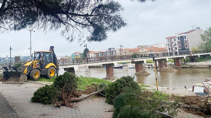 Riskli Ağaçlar Kaldırıldı, Yeni Fidanlar Dikildi