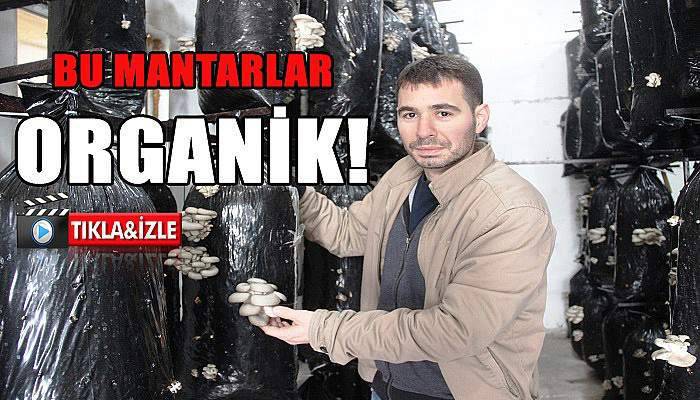 Bunlar organik mantar
