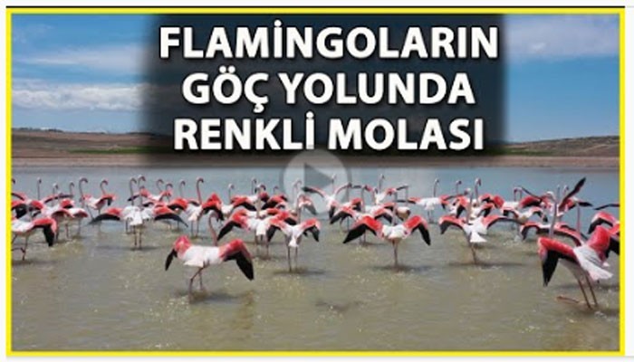 Göç Eden Flamingoların Renkli Yolculuğu (VİDEO)