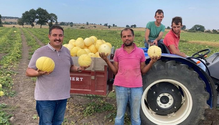 Aşağıdemirci Köyünde Kavun Hasadı Yapıldı