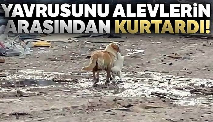 Anne köpek yavrusunu alevlerin arasından kurtardı