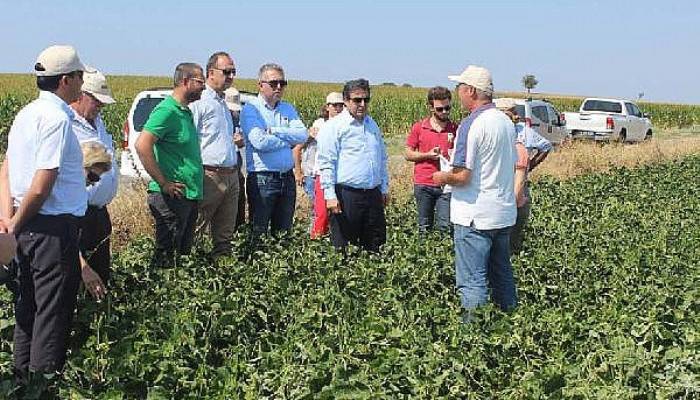 Çanakkale’de börülce hasadı ve tarla günü düzenlendi 