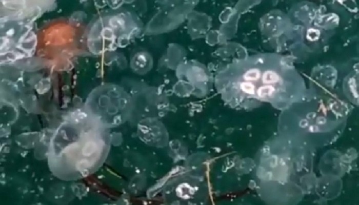 Vatandaşı deniz anası korkusu aldı