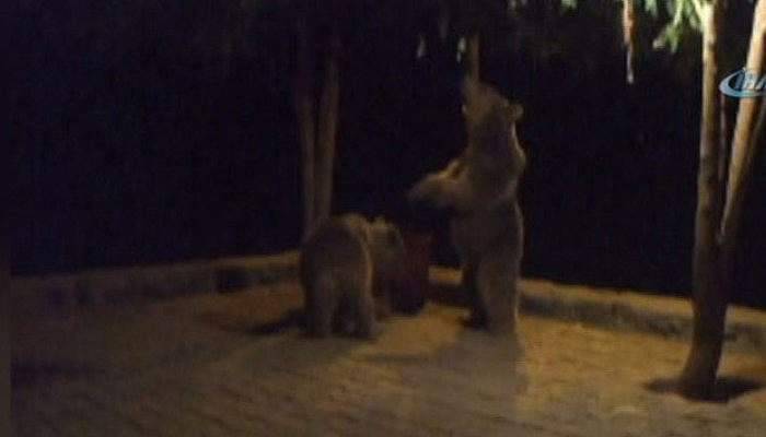 Tunceli'de ayıların karın doyurma mücadelesi