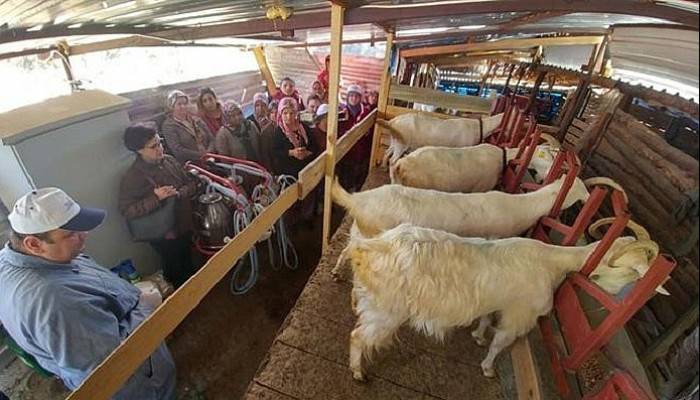 Aşağıokçular ve Dümrek Köylerinde ‘Süt Hijyeni Kursu’ Açıldı