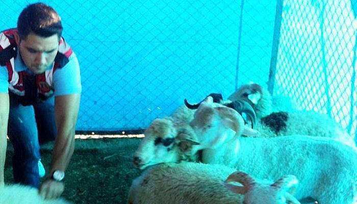 Koyun hırsızları jandarmadan kaçamadı
